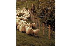 Clôture mouton