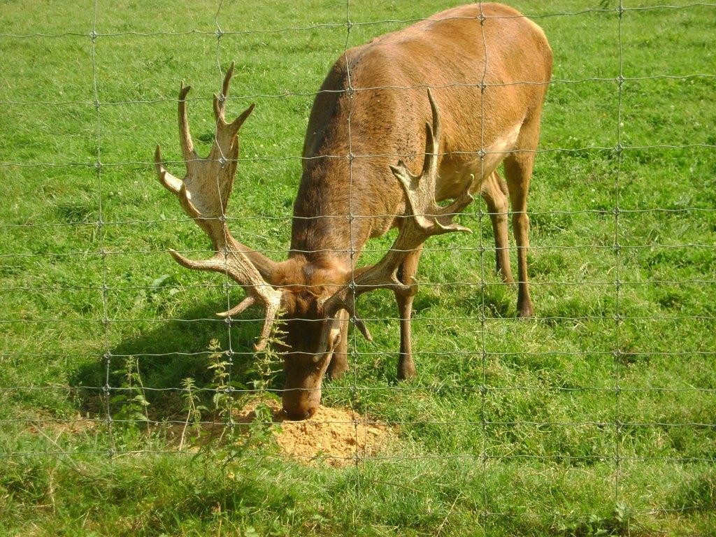 Grillage HT17 1900 150 Cyclone NZ contre sangliers et gros gibiers