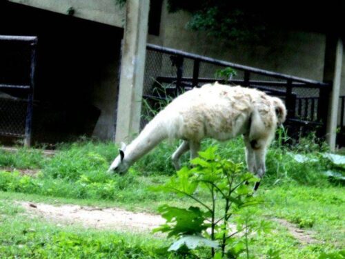 cloture pour lama proche Beauvais