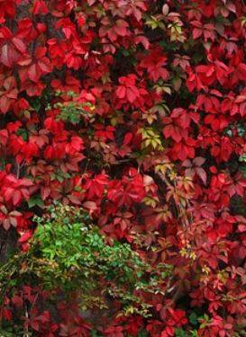 Commander du grillage rigide ligaturé pour murs végétalisés en tant que professionnel paysagiste à Paris dans le 75