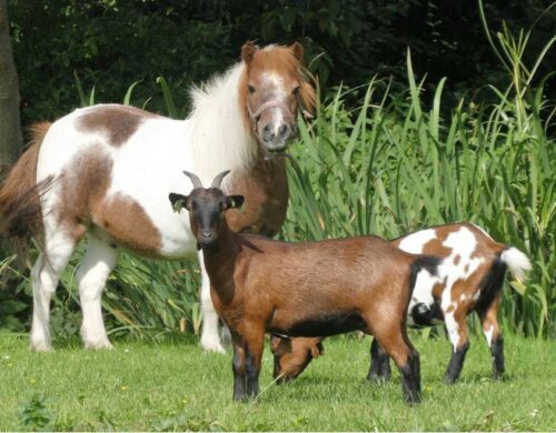 Vente de grillage haute résistance aux professionnels installateurs pour ferme pédagogique à Aix en Provence dans le 13
