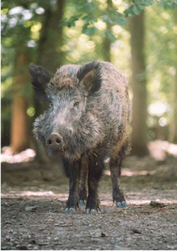Clôturer un terrain pour se protéger des sangliers près de Toulouse avec une clôture anti sanglier