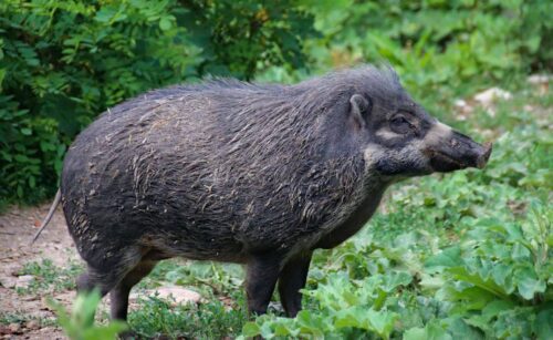 Vente aux professionnels de clôture anti sanglier à Reims dans le 51