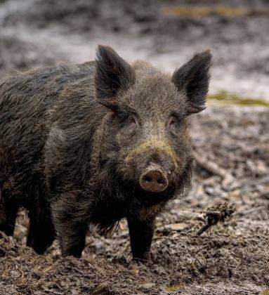 Acheter du grillage solide contre les sangliers à Lyon en Rhône Alpes