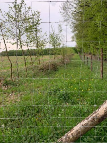 Photo d'un grillage high tensile pour protection de plantations forestières à Aix en Provence 13