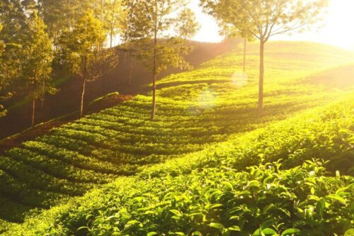 cloture pour exploitation agricole proche METZ