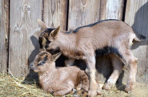 cloture anti-fugue pour elevage  de petite taille proche Chambery 73000, Haute Savoie