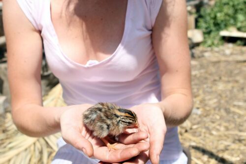 fournisseur pour élevage de poules pondeuses Haute-Normandie