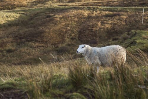 poseur de cloture pour éleveur de moutons proche Gisors