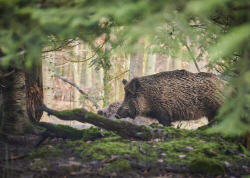 Clôture grillage anti sangliers pour la protection d'un domaine forestier à Aix en Provence dans le 13