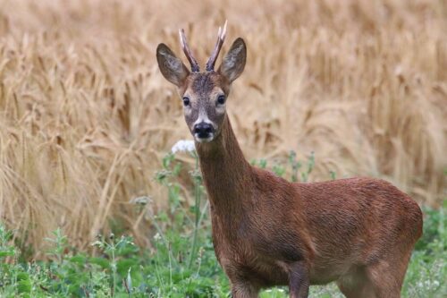 Modèle de grillage de protection anti chevreuil pour professionnels à Valence dans la Drôme