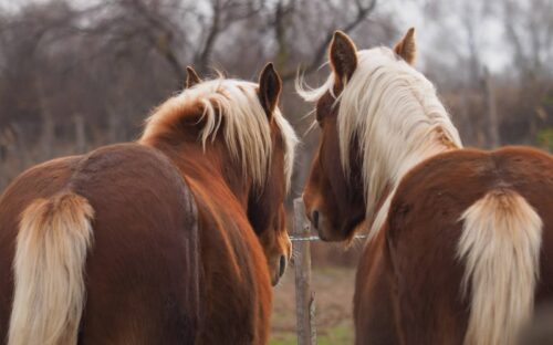 grossiste grillage pour cheveux proche Saint-Etienne