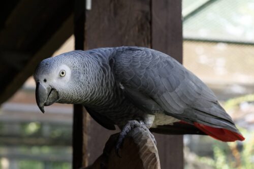 grillage pour volière gris du gabon à proximité de Versailles 78 Yvelines