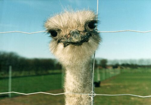 autruche clôture cyclone