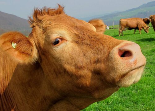cloture électrique pour prairie proche Les Andelles, Eure 27