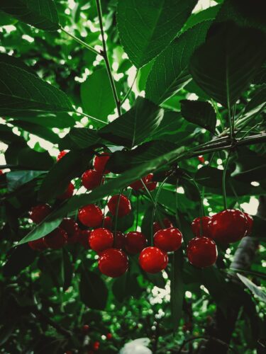 Vente aux professionnels poseurs de grillage agricole haute résistance pour plantations de cerisiers à Montauban dans le 82
