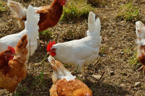 Vente en gros près de Tours dans le 37 de grillage à poules 1,20m de hauteur
