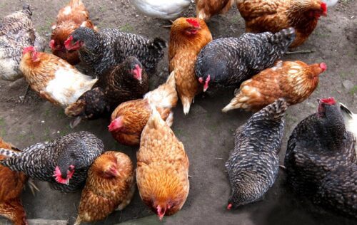 vente de clôture pour poules proche Cergy, val d'oise 95