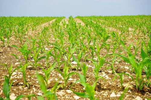 Vente en gros de grillage rigide galvanisé pour exploitations agricoles à Bordeaux dans le 33