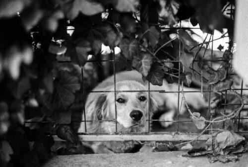 grossite pour cloture chien domestique proche Cergy 95