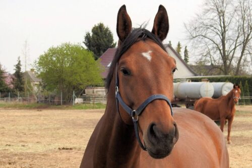 fil galvanisé torsadé pour cloture chevaux proche Bourg-Achard 27310