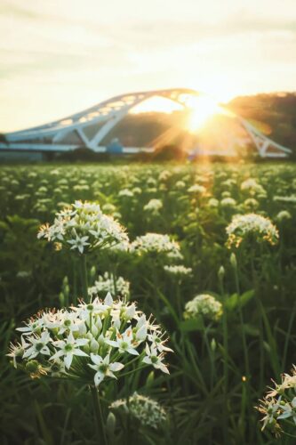 Installer un grillage haute résistance anti chevreuils pour protéger des cultures horticoles à Angers dans le 49