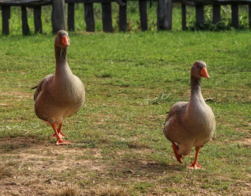 fournisseur clôture pour oies et animaux de basse cour proche Beauvais