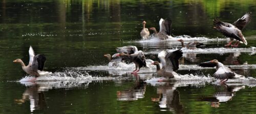 grillage de élévage de canards proche Rouen, Haute Normandie 76, 27 et 14