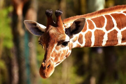 Vente et livraison de grillage high tensile  galvanisé de 2400 mm pour parc animalier à Beaune dans le 21