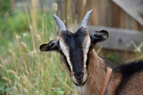 Acheter en tant que professionnel près de Paris du grillage forestier haute résistance pour animaux