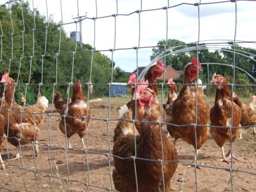 grillage poules cyclone clôture