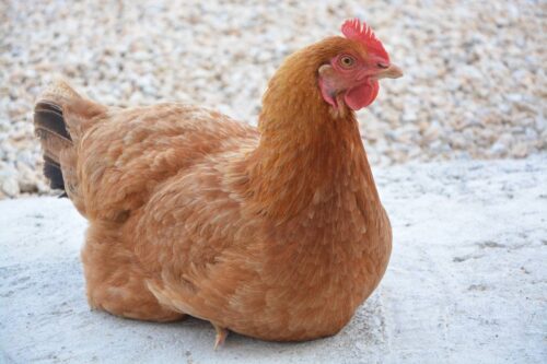 Vente aux professionnels installateurs à Orléans dans le 45 de grillage à poules triple torsion galvanisé