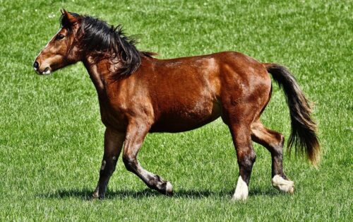 Acheter du grillage haute résistance pour enclos à chevaux à Toulouse dans le 31