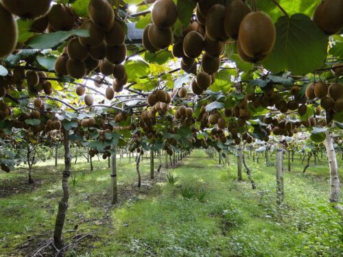 Acheter du grillage haute résistance près de Bordeaux dans le 33 pour protéger une culture de kiwis