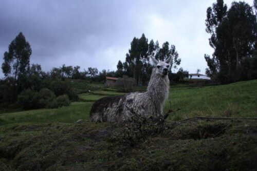fournisseur de clotures pour lamas proche Versaiiles 78