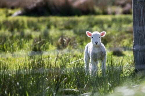 Commande clôture grillage pour moutons et ovins Auvergne proche Clermont-Ferrand (Massif Central)