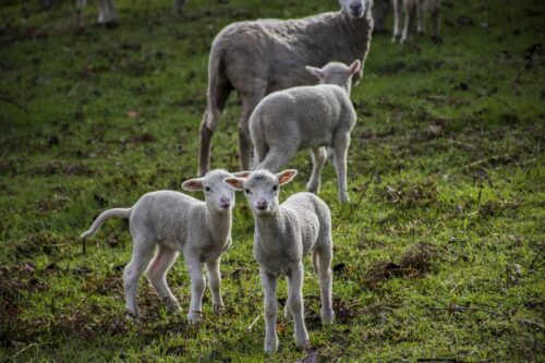 fourniture et pose de cloture pour enclos moutons proche Evreux (27)
