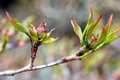 Fournisseur de grillage en fil haute résistance galvanisé pour protéger les plantations d'espaces naturels à Toulouse dans la Haute Garonne