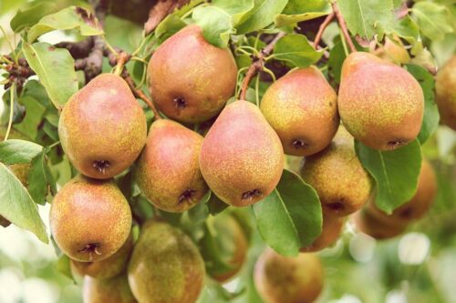 Vente aux professionnels de grillage rigide ligaturé pour palissage d'arbres fruitiers avec livraison à Aix en Provence dans le 13