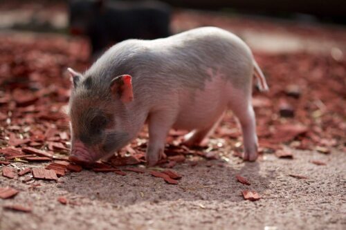 Distributeur de grillage haute résistance de 1200mm de haut pour animaux auprès de professionnels revendeurs de matériaux à Toulouse dans le 31