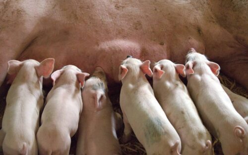 Cloture et grillage pour cochon Pays de la Loire, Normandie et Bretagne