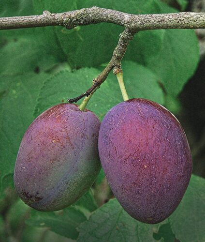 Grillage de protection en fil haute résistance anti gibier pour  cultures à Bordeaux dans le 33
