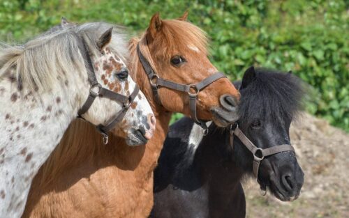 Clôture grillage anti sangliers robuste pour enclos à poneys à l'achat près de Bordeaux en Gironde