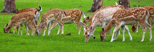cloture pour gibier d'élevage daim proche Sologne