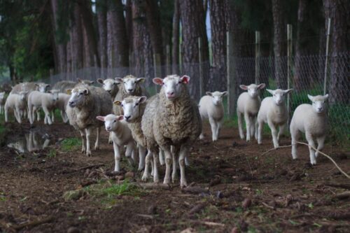 Entreprise pour installation clôture pour parc à moutons pas cher Basse-Normandie