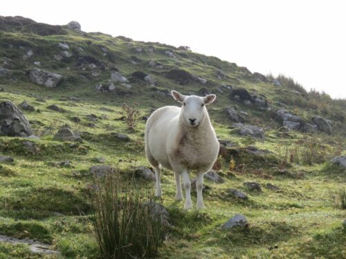 fournisseur grillage ligaturé pour éleveur moutons à Caen (14)