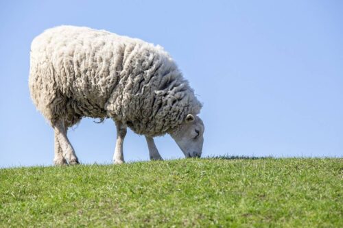 Grillage haute résistance 1,20m pour moutons à Chartres