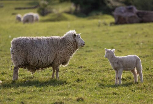 Vente aux professionnels de grillage high tensile pour enclos à moutons à Chartres dans le 28