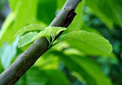 Protéger de jeunes arbres plantés à Reims dans le 51 avec du grillage high tensile galvanisé