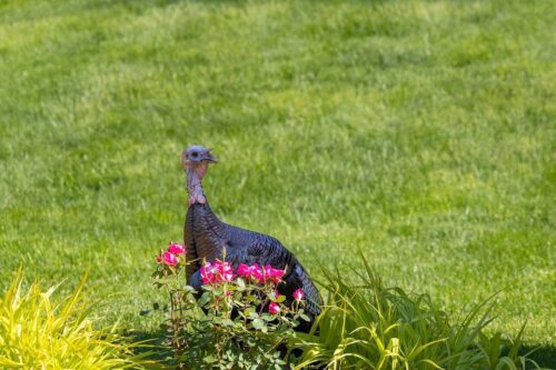 Vente de grillage galvanisé triple torsion hauteur 1,20 maille hexagonale aux professionnels éleveurs près de Nantes 44